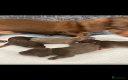 Miniature Dachshund dogs for sale: Mini dachshund  - Image 2