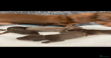 Miniature Dachshund dogs - Advert 5