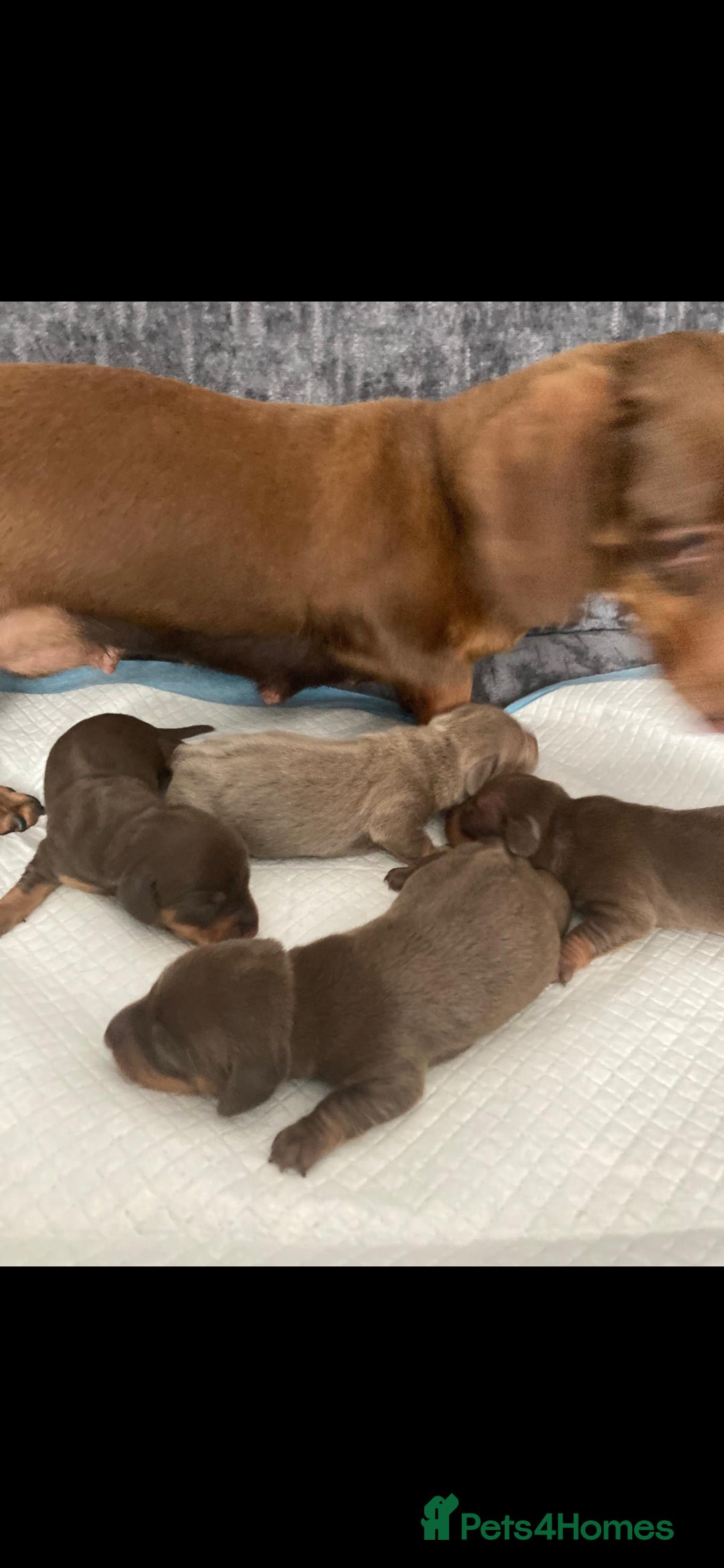 Miniature Dachshund dogs for sale: Mini dachshund  - Image 2