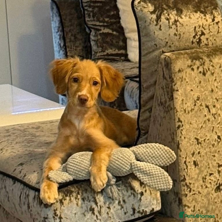 Cockapoo dogs 6 month old cockapoo  - Advert 1