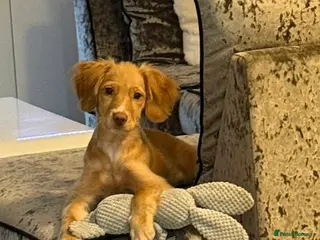 Cockapoo dogs 6 month old cockapoo - Advert 8