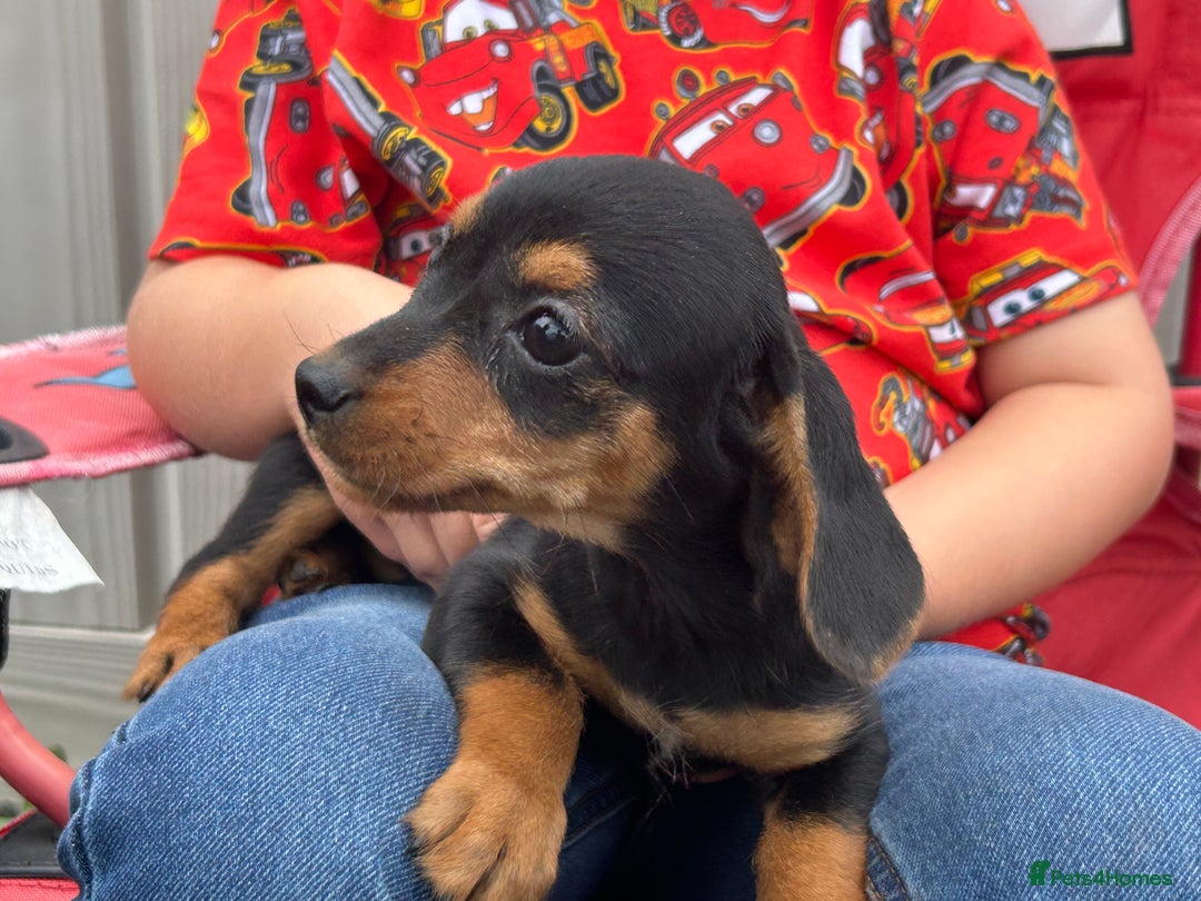 Mixed Breed dogs for sale: Dorkie puppies - Image 11
