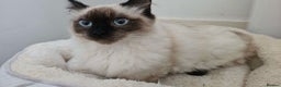 Ragdoll cats for sale: 2 female ragdolls  - Advert 5