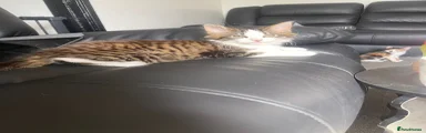 Mixed Breed Kitten 1