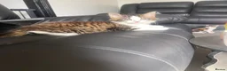Mixed Breed cats for sale: 2 female kittens  - Advert 1