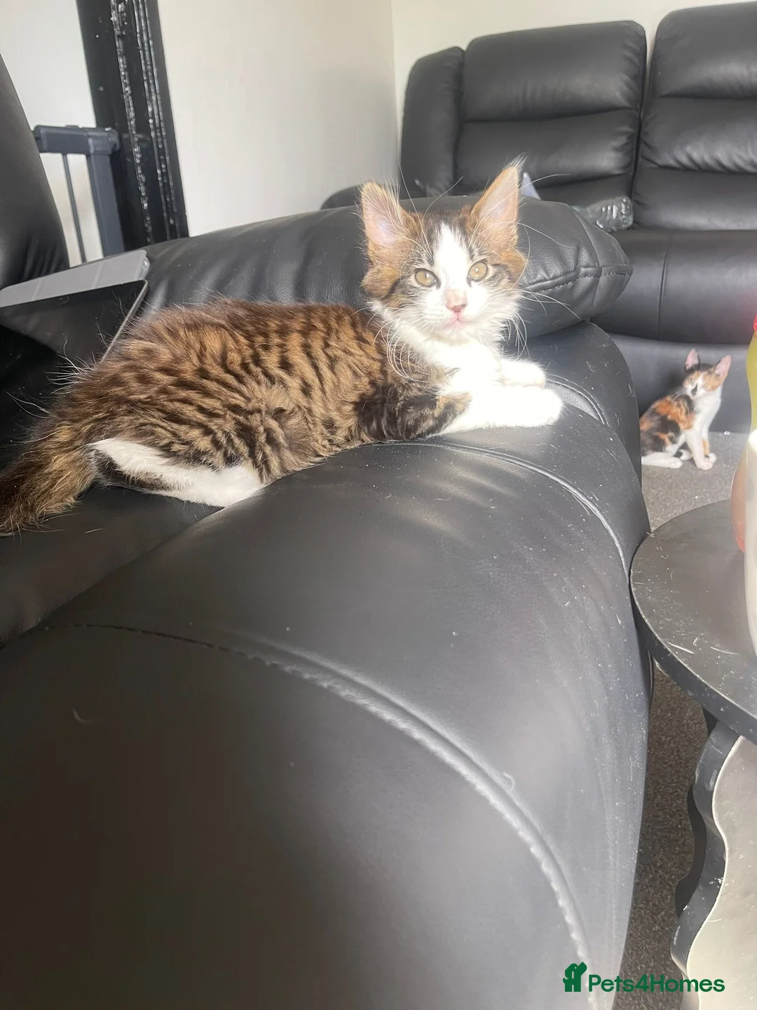Mixed Breed cats for sale: 2 female kittens  - Advert 1