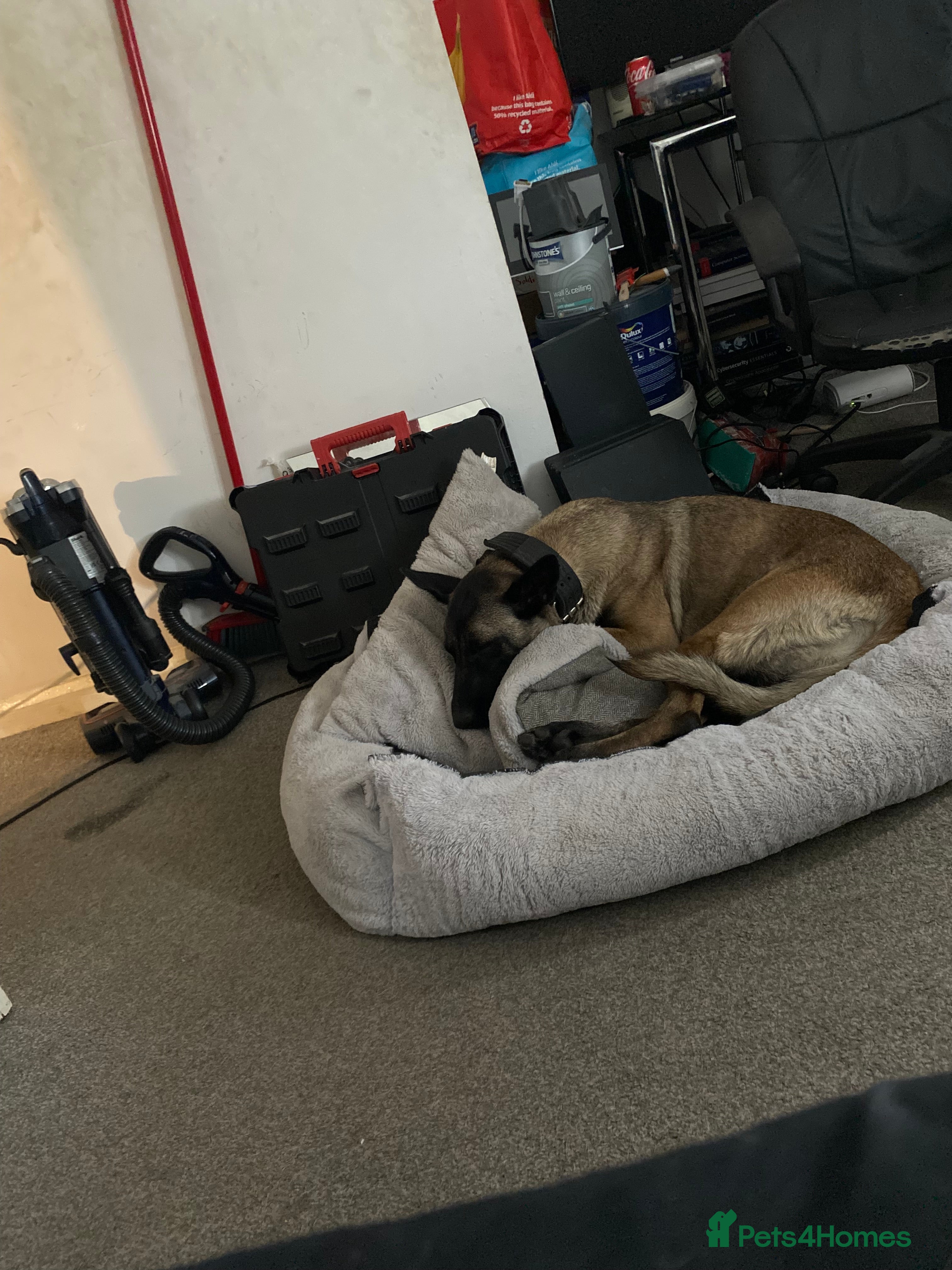 Belgian Shepherd Dog dogs Belgian malinios  - Advert 1