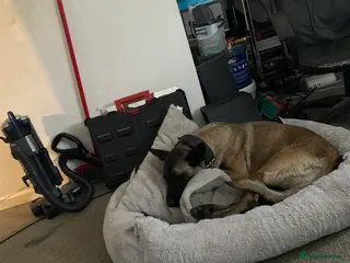 Belgian Shepherd Dog dogs Belgian malinios - Advert 3