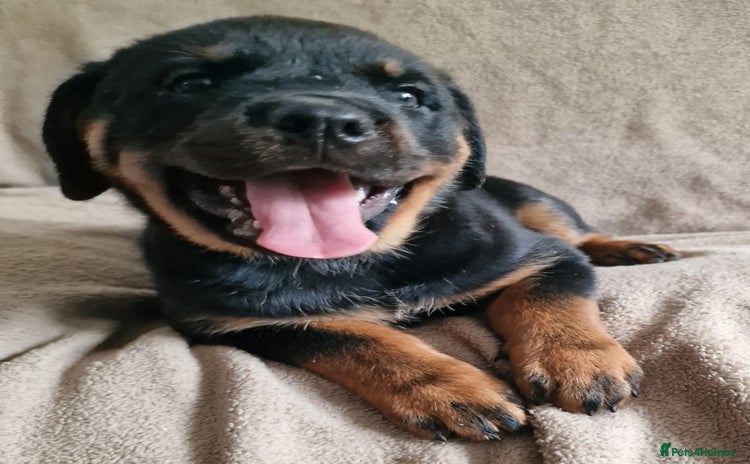 Rottweiler dogs - Advert 1