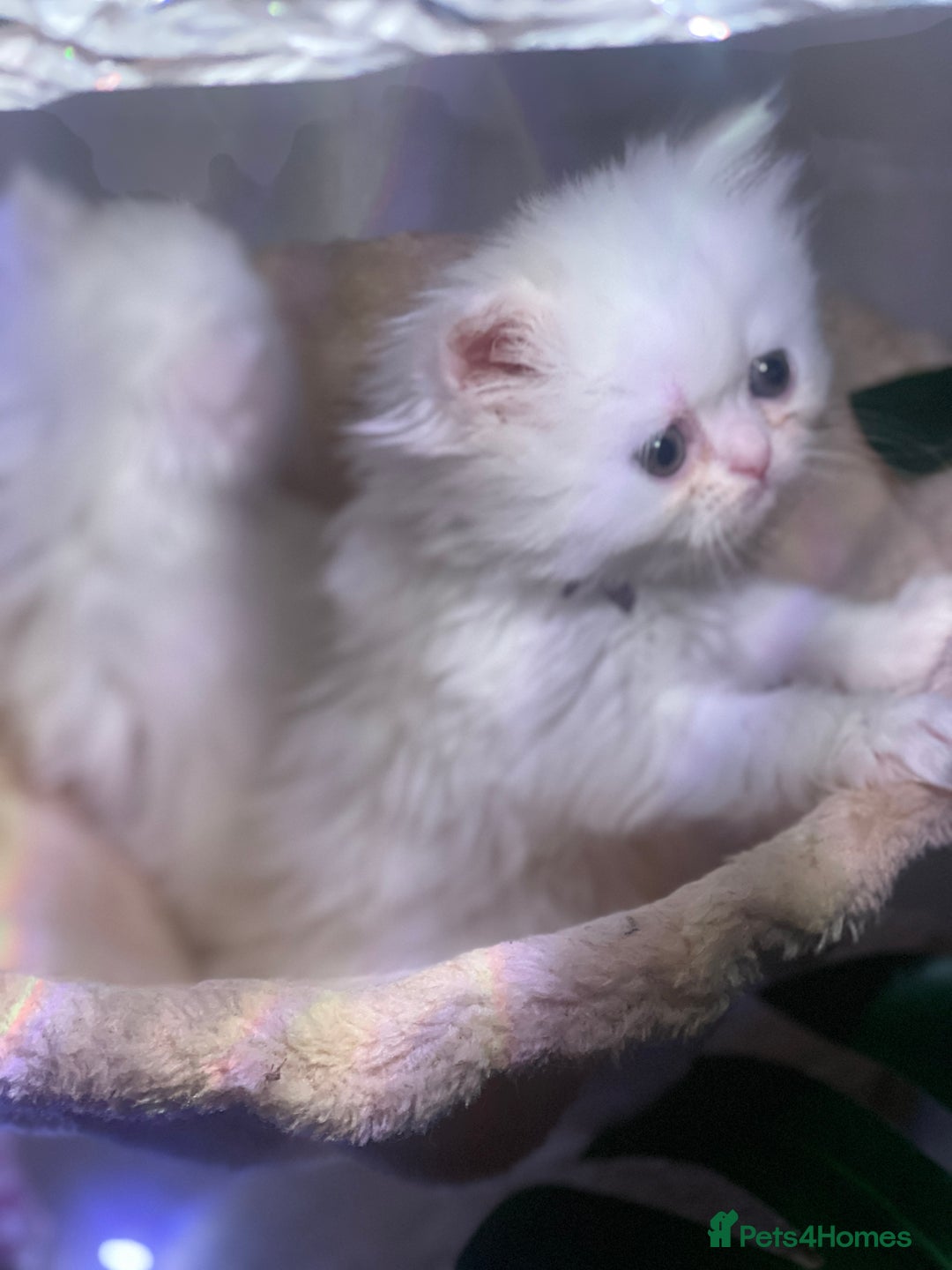 Persian cats for sale: ♥️🍃 ꨁ EXOTIC PERSIAN DOLL FACE KITTENS FOR SALE - Advert 28