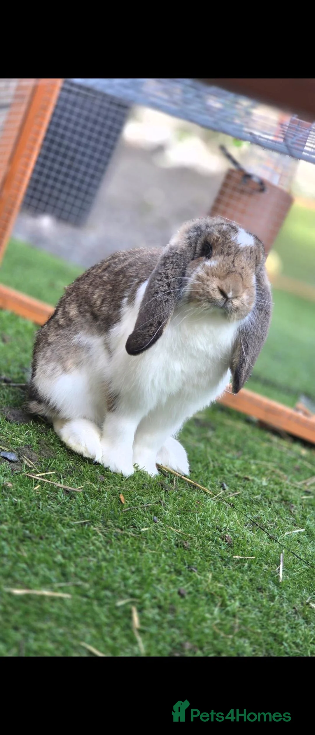 French Lop rabbits for sale: Agouti Butterfly Doe  - Advert 6