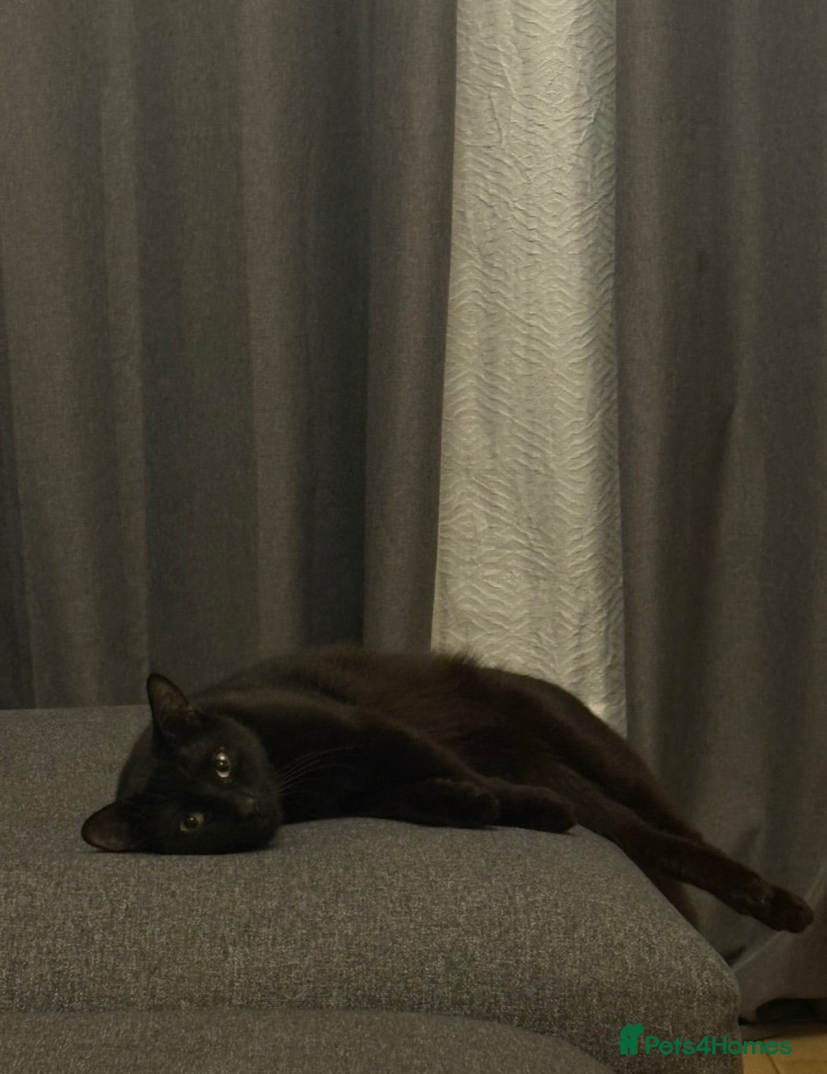 British Shorthair cats black cat halo - Advert 1