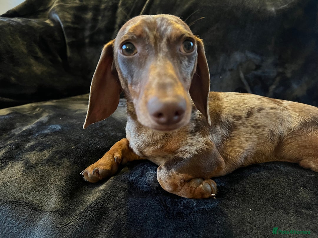 Miniature Dachshund dogs for stud: Proven, KC, PRA clear, tested, Miniature Dachshund in Hinckley - Image 9