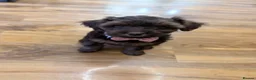 Mixed Breed dogs for sale: Powder Puff Poo Puppies - Advert 3