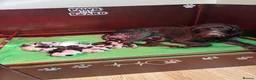 German Wirehaired Pointer dogs for sale: Puppy availability  in Blackburn - Advert 1