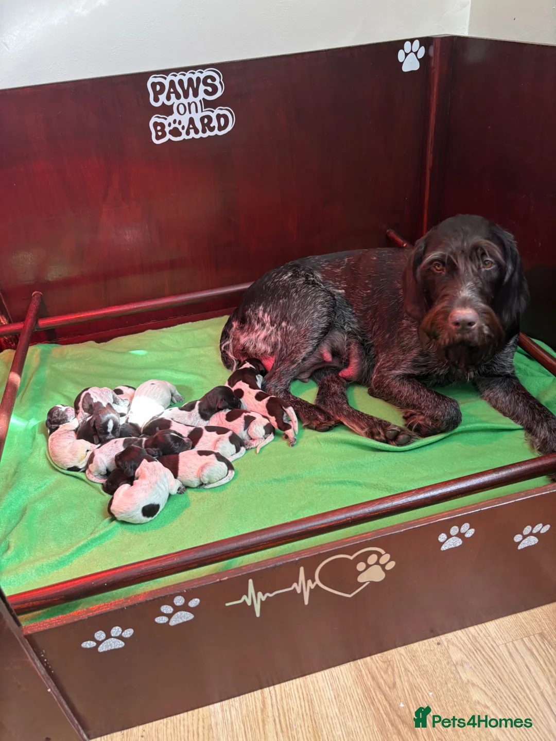 German Wirehaired Pointer dogs for sale: Puppy availability  in Blackburn - Advert 1
