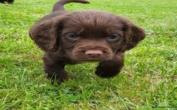 Cocker Spaniel dogs for sale: Cocker Spaniel - Image 4