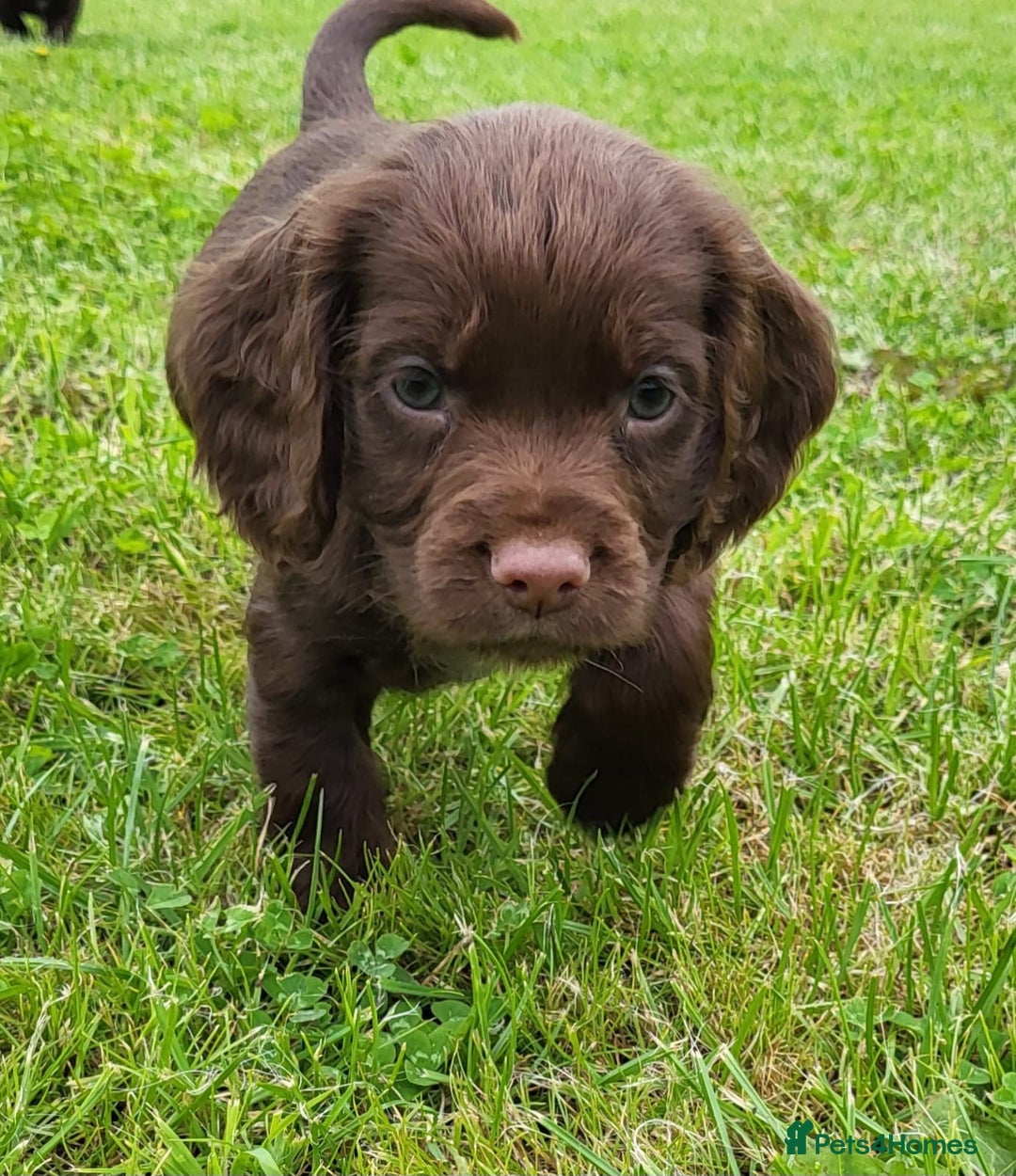 Cocker Spaniel dogs for sale: Cocker Spaniel - Image 4