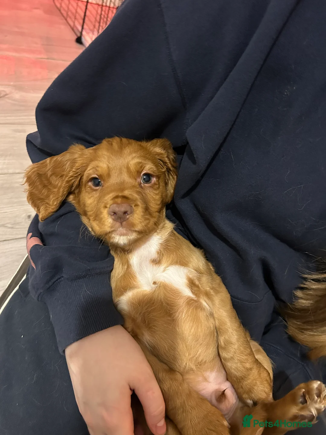 Cocker Spaniel dogs for sale:  Ready now!1 Boy left! KC Working Cocker Spaniels  - Advert 4