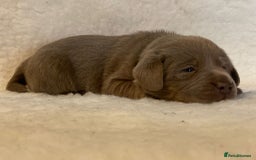 Labrador Retriever dogs for sale:  Ready for collection from today 🩶💚🩶   - Image 21
