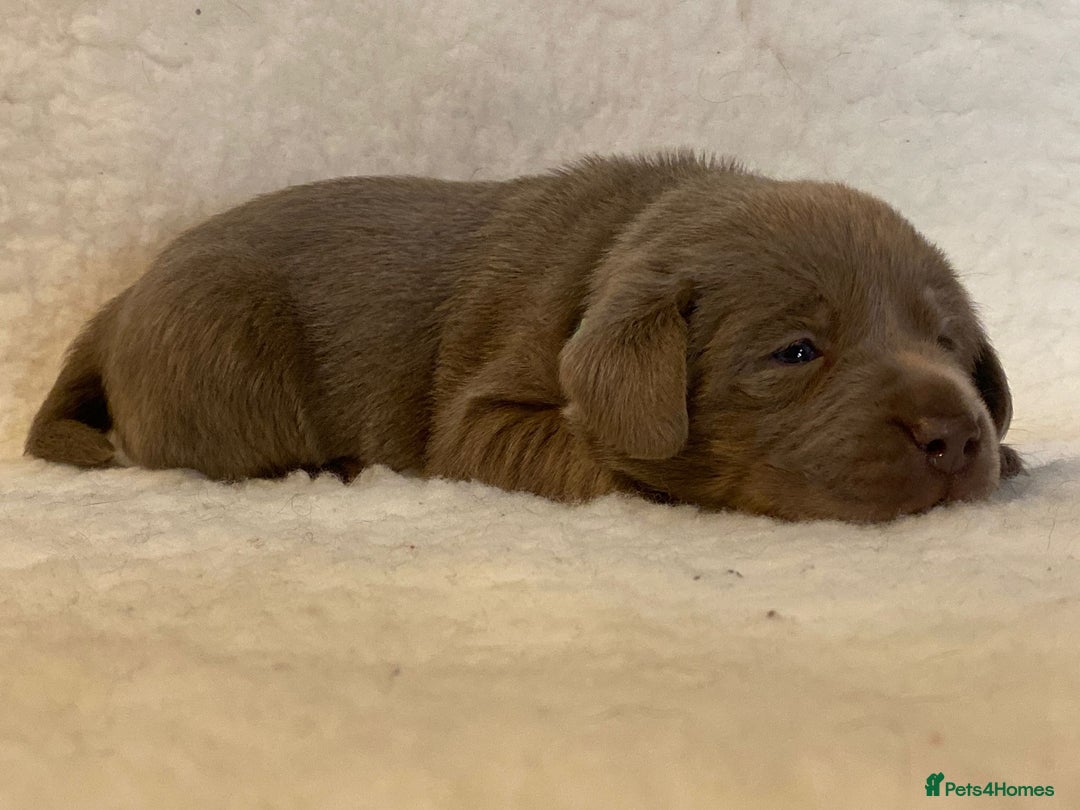 Labrador Retriever dogs for sale:  Ready for collection from today 🩶💚🩶   - Image 21