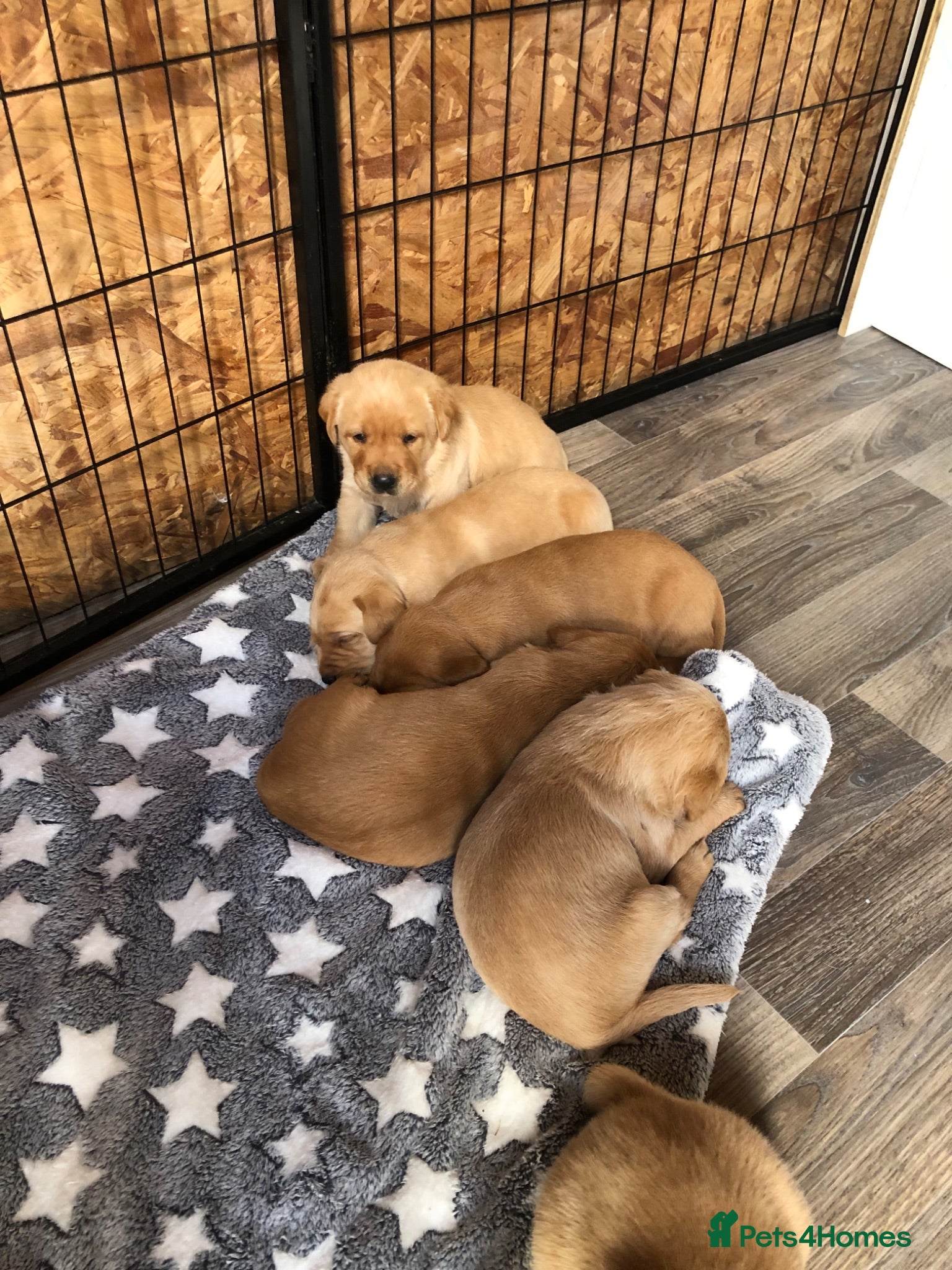 Labrador Retriever dogs 6 adorable Labrador puppies 🐶🩷💙 - Advert 2