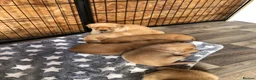 Labrador Retriever dogs for sale: 6 adorable Labrador puppies 🐶🩷💙 - Advert 2