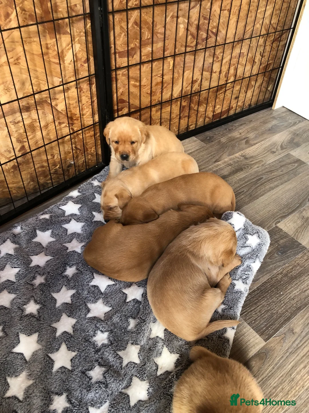 Labrador Retriever dogs for sale: 6 adorable Labrador puppies 🐶🩷💙 - Advert 2