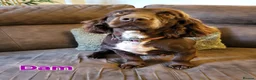 Cockerdor dogs for sale: Gorgeous Cockerdor Puppies  - Advert 8