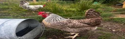 Chickens poultry for sale: Female cream legbar chicks  in Llanwrda - Advert 3