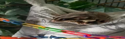 Sugar Glider rodents for sale: 2 female sugar gliders in York - Advert 5