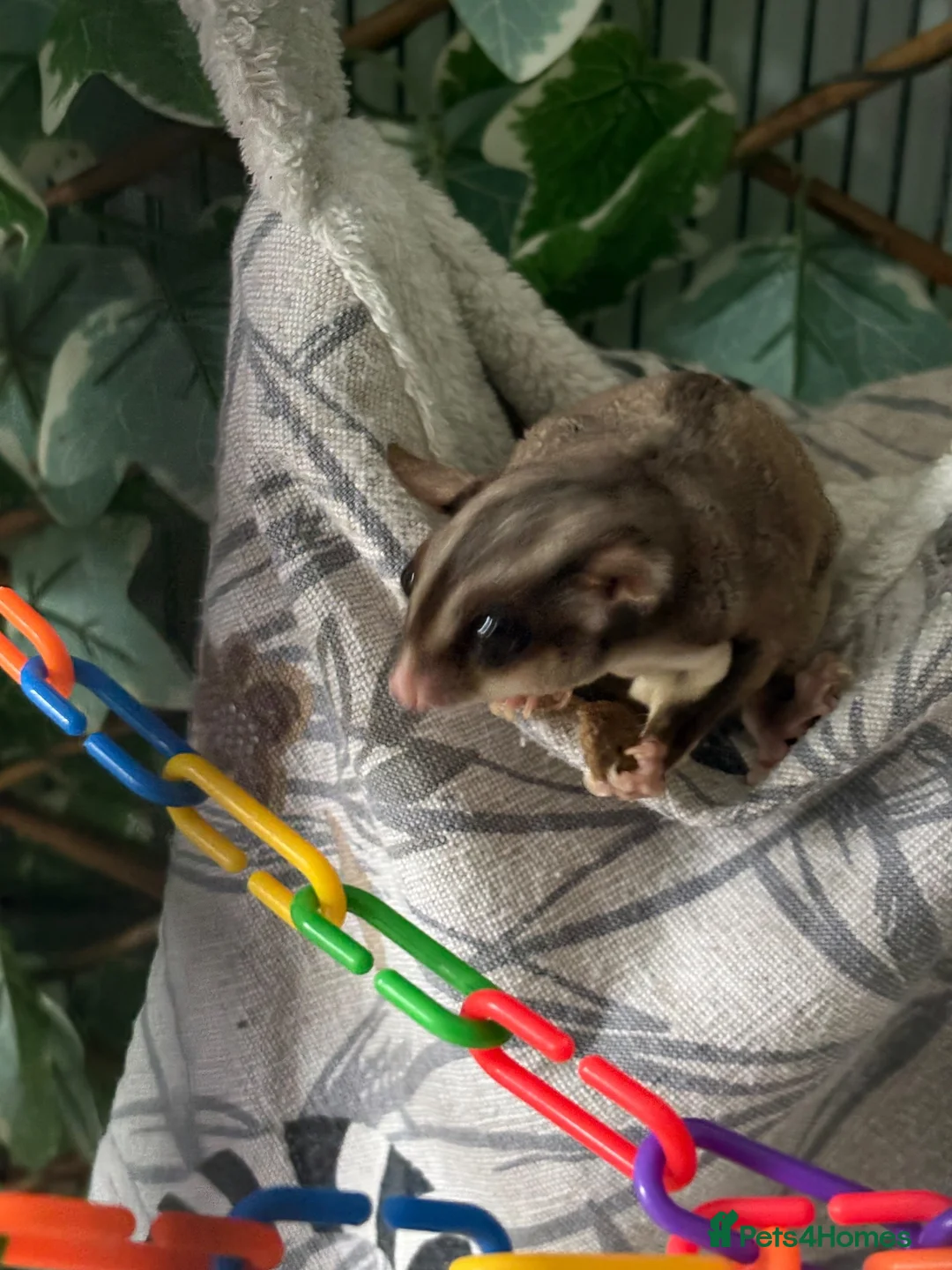 Sugar Glider rodents for sale: 2 female sugar gliders in York - Advert 5