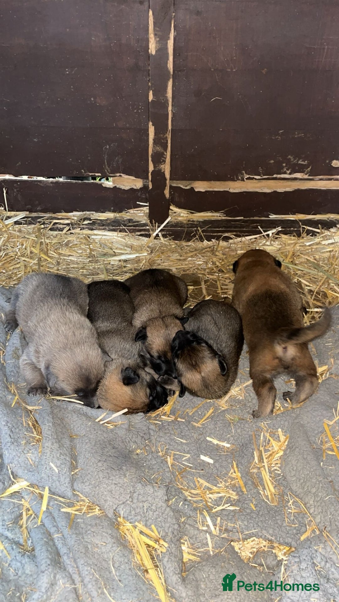 Belgian Shepherd Dog dogs for sale: Beautiful Belgian Malinois Puppies  - Image 9