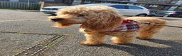 Cockapoo dogs for sale: Gorgeous cockapoo puppies, 2 boys and 2 girls - Advert 35
