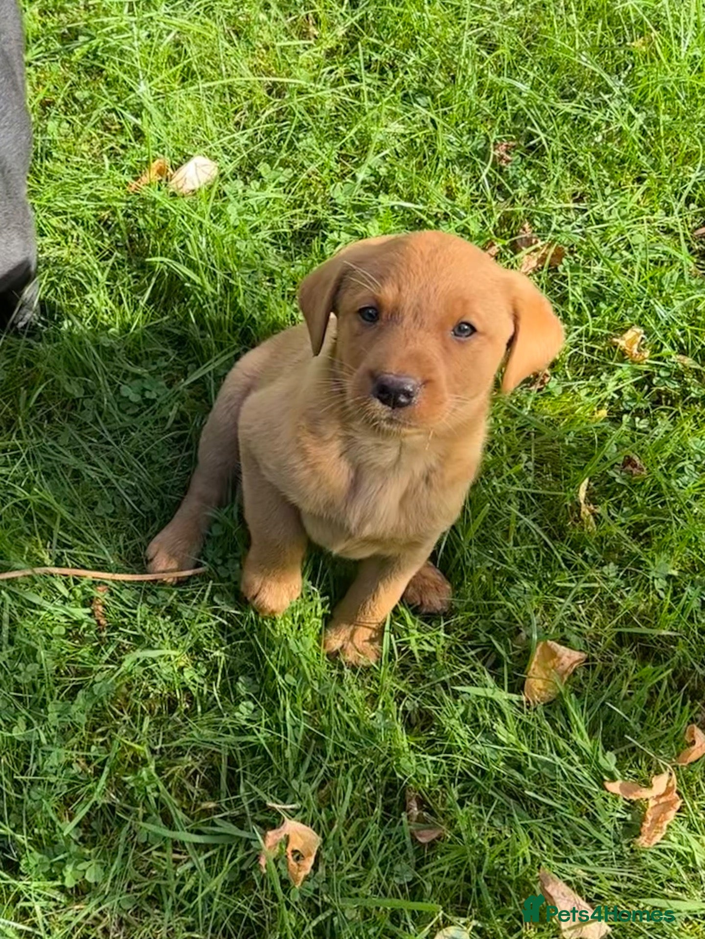 Labrador Retriever dogs Gorgeous Black, Fox Red & Golden Labrador Pups - Advert 1