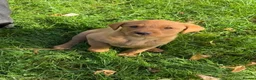 Labrador Retriever dogs for sale: Black & Fox Red KC Labradors - Advert 9