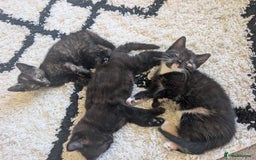 Mixed Breed cats for sale: Beautiful kittens - Image 2