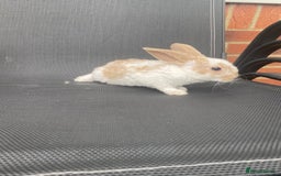 French Lop rabbits for sale: Baby lops  - Image 17