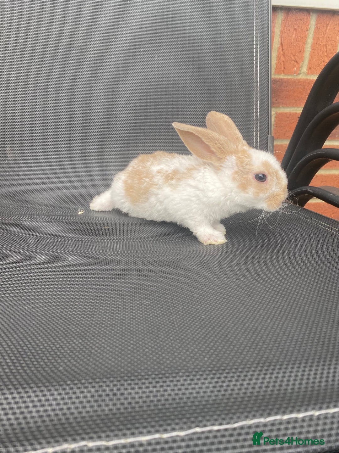 French Lop rabbits for sale: Baby lops  - Image 17