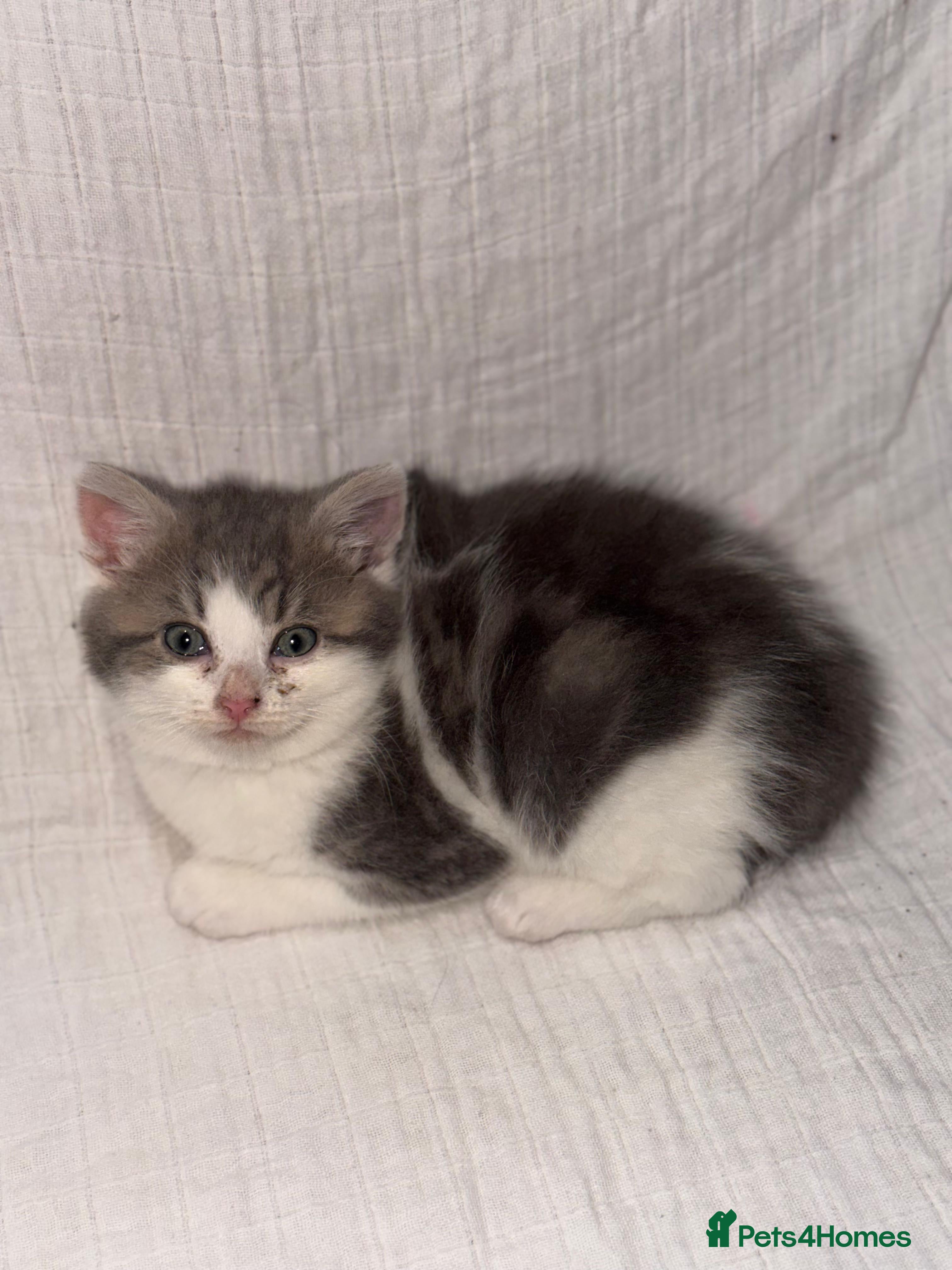 Persian cats BEAUTIFUL GREY AND TIGER FLUFFY PERSIAN KITTENS! - Advert 1