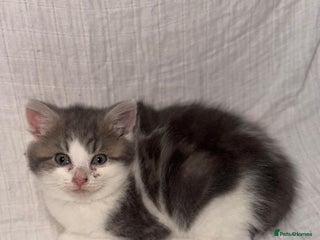 Persian cats BEAUTIFUL GREY AND TIGER FLUFFY PERSIAN KITTENS! - Advert 1