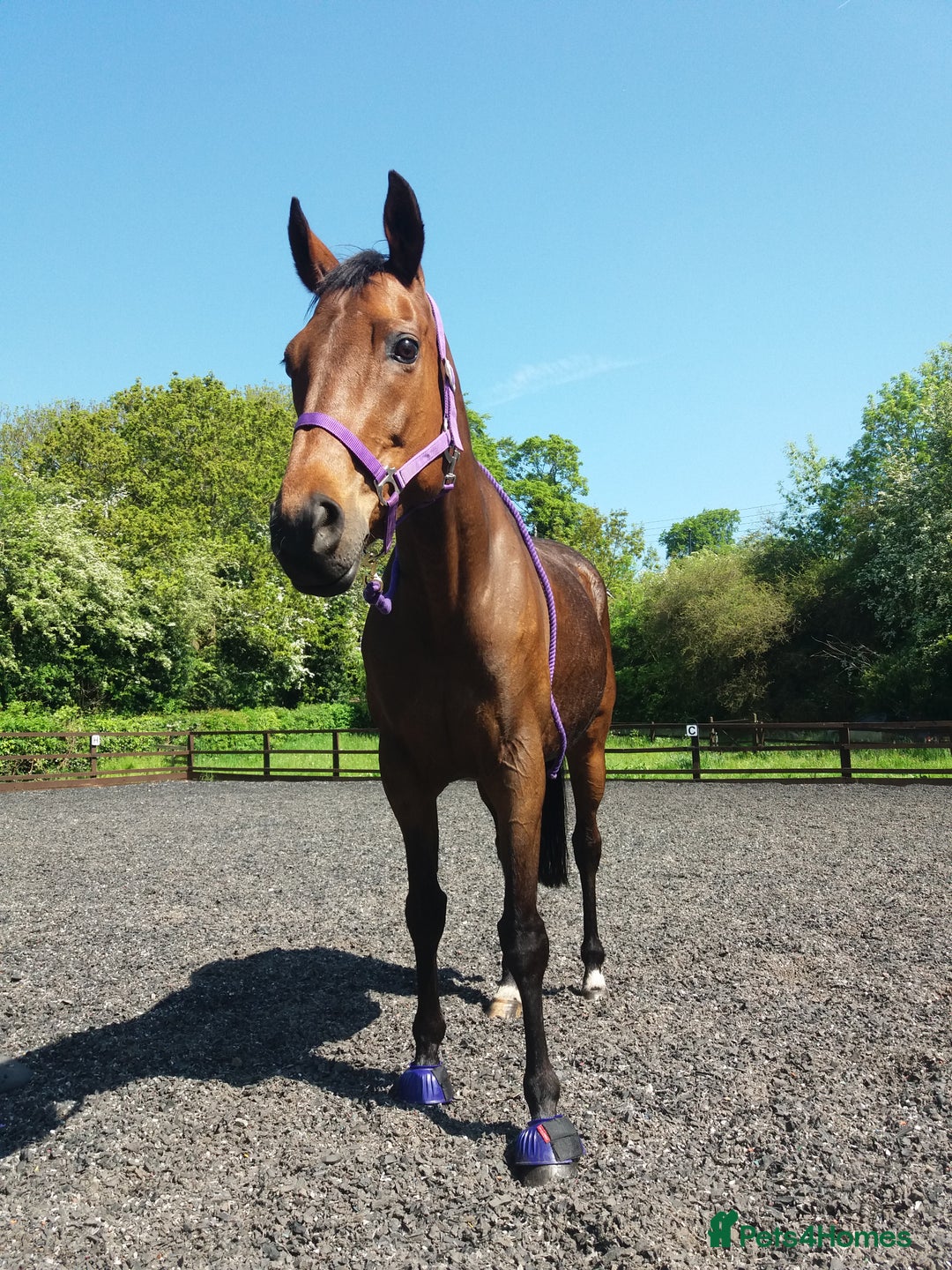 English Thoroughbred horses for sale: 15.2 thoroughbred mare - Image 2