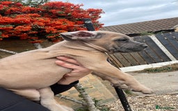 Cane Corso dogs for sale: Cane corso puppies 9 weeks old - Image 25