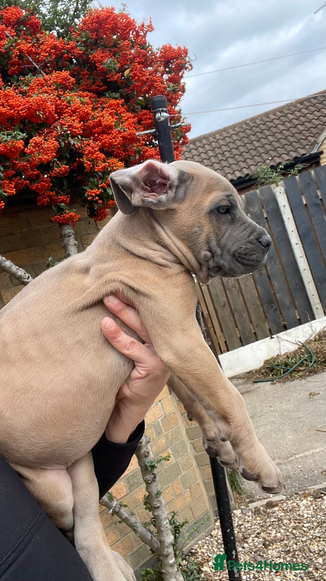 Cane Corso dogs for sale: Cane corso puppies 9 weeks old - Image 25