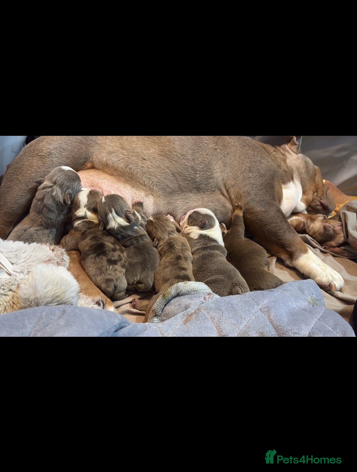 English Bulldog dogs English Bulldog puppies  - Advert 4