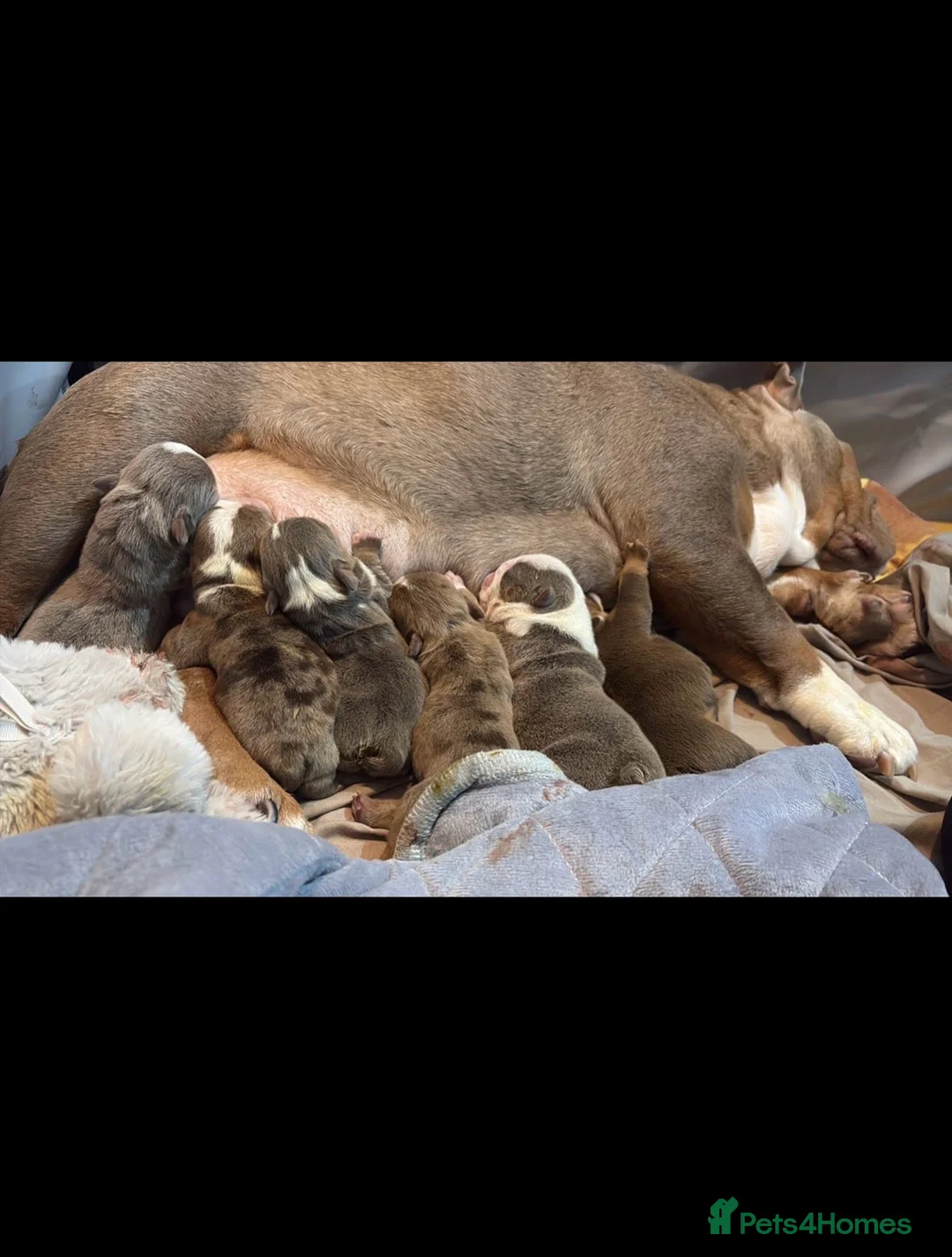 English Bulldog dogs for sale: English Bulldog puppies  - Advert 1