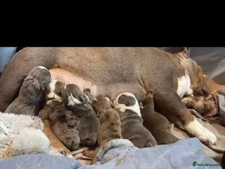 English Bulldog dogs English Bulldog puppies - Advert 4