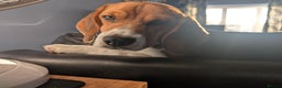 Beagle dogs for sale: 7-Month-Old Tri-Colour Male Beagles. - Advert 4
