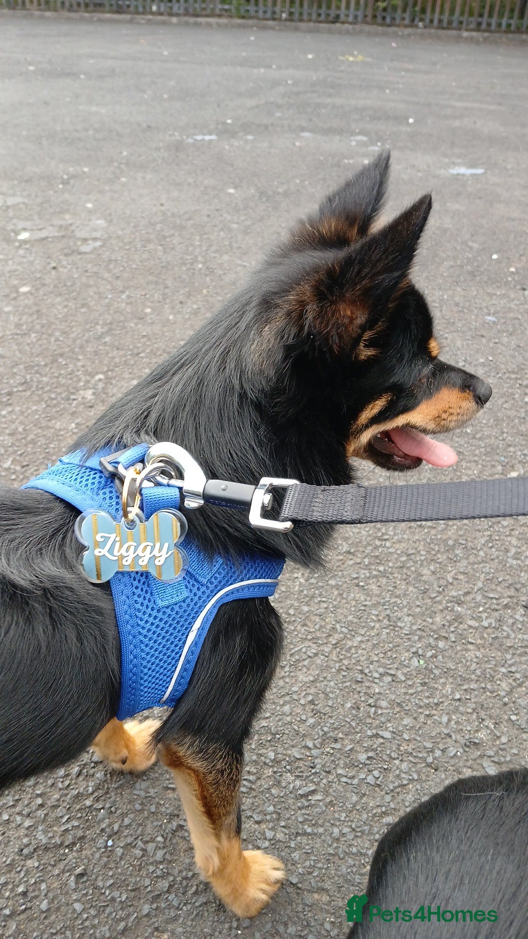 Pomchi dogs for sale: Lovely Male Pomchi - Image 6