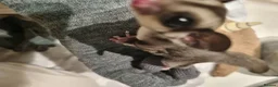 Sugar Glider rodents for sale: Two gorgeous sugar gliders - Advert 2